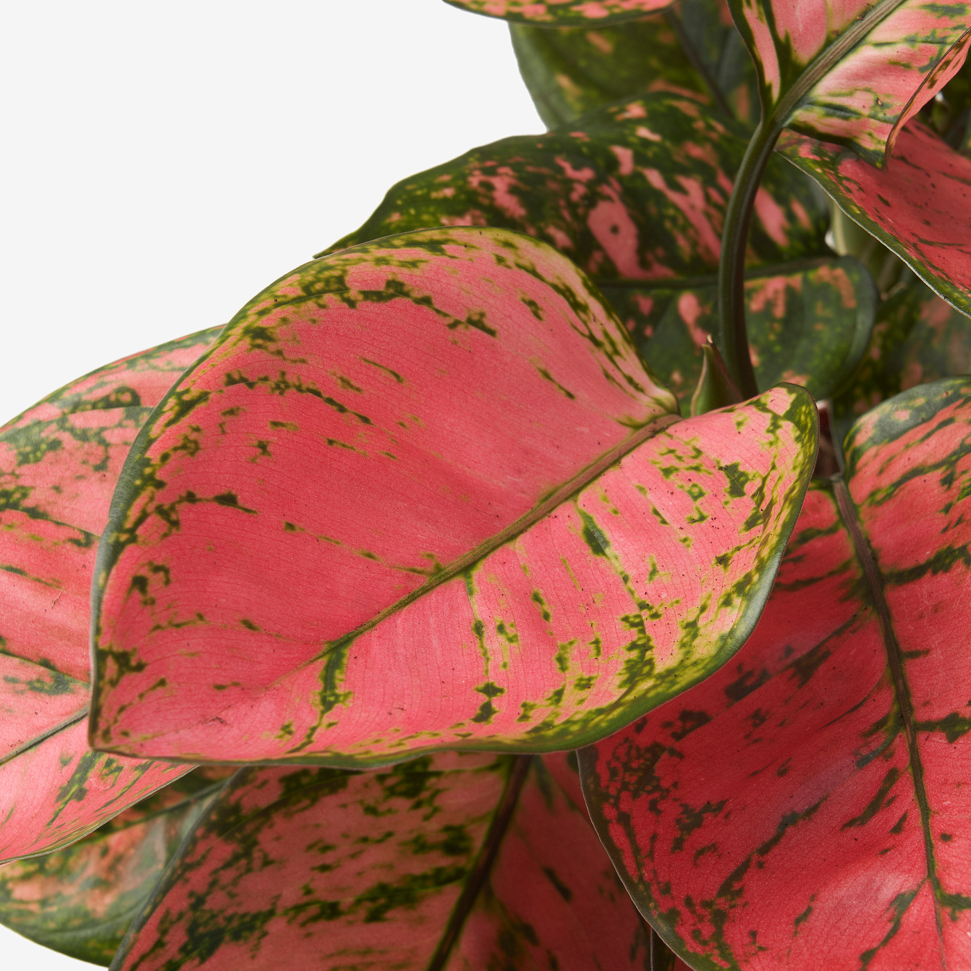 anthurium regale Anthurium regale (seedling) main image 1