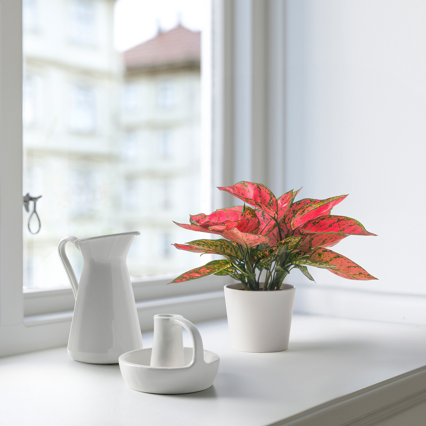 AGLAONEMA potted plant Chinese evergreen/assorted colours - IKEA