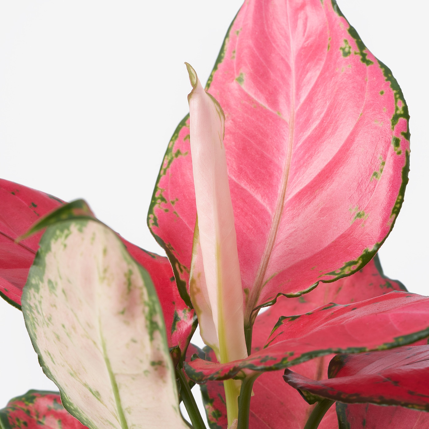 AGLAONEMA potted plant Chinese evergreen Hydroponic - IKEA