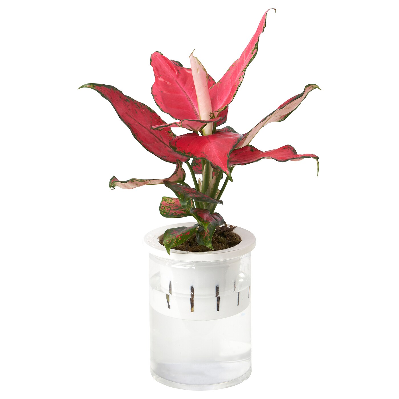 AGLAONEMA potted plant Chinese evergreen Hydroponic - IKEA