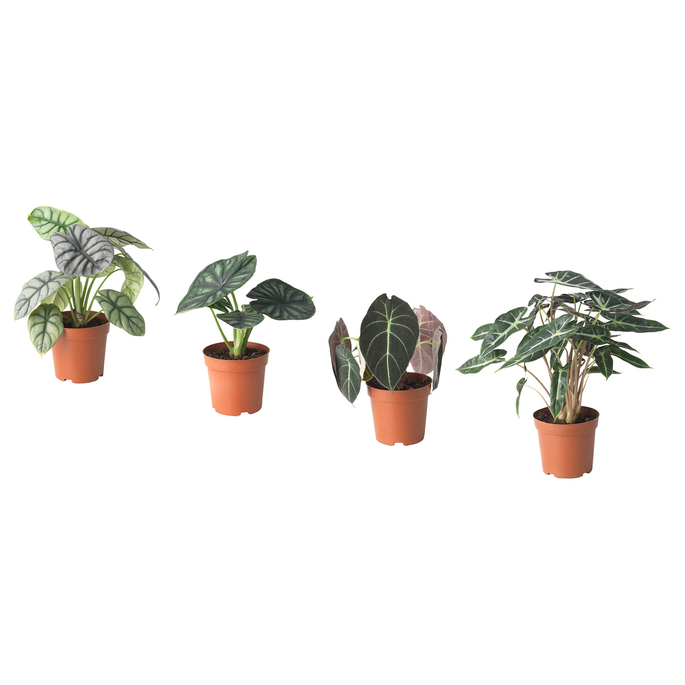 ALOCASIA