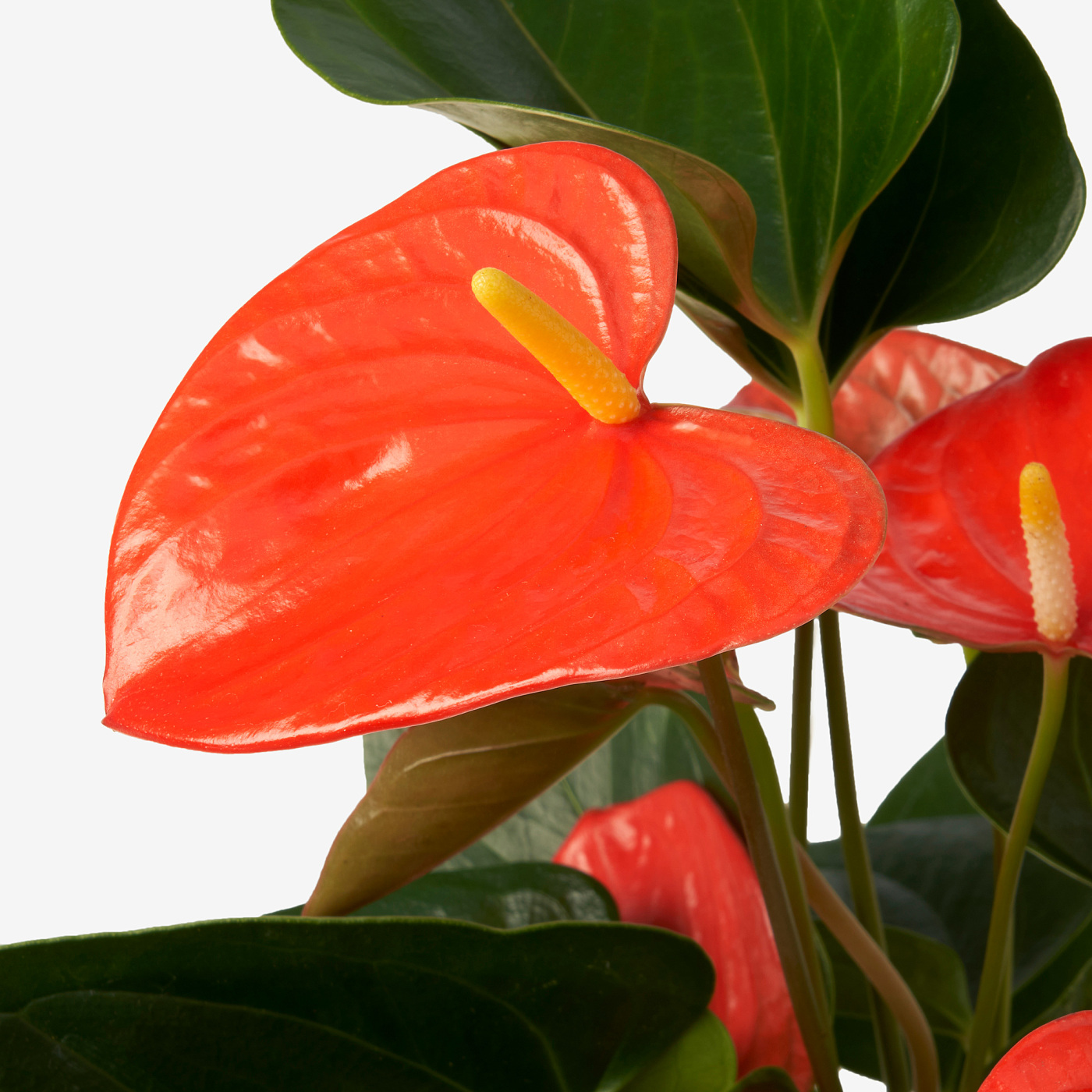 ANTHURIUM potted plant Flamingo plant assorted colours - IKEA