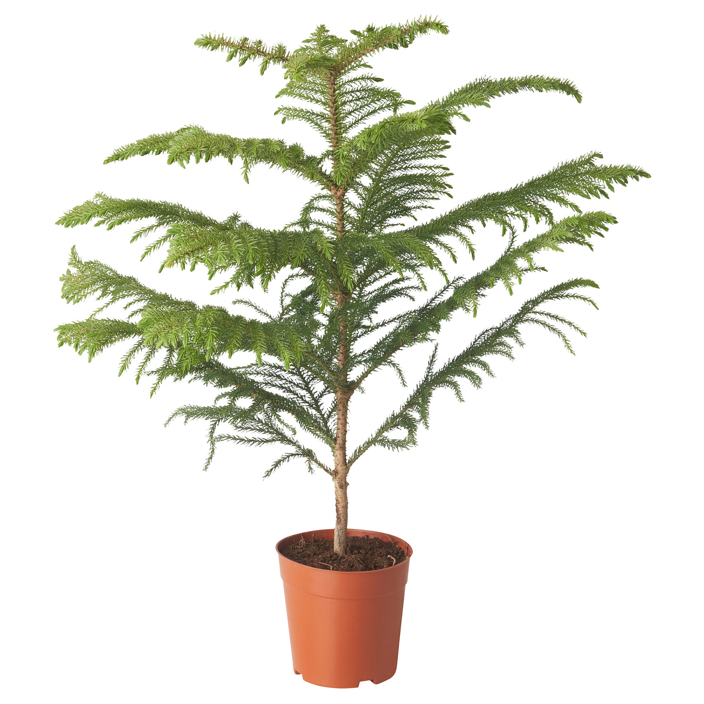 ARAUCARIA