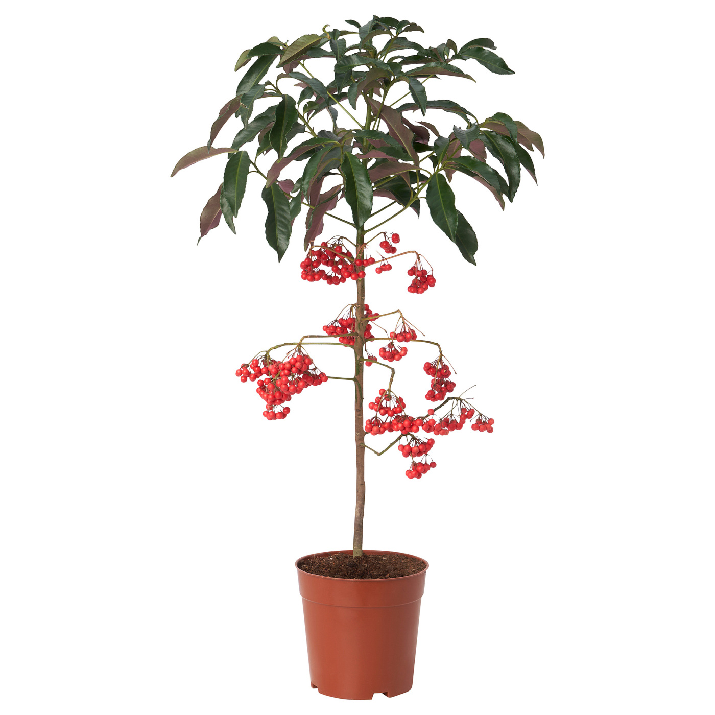 ARDISIA CRENATA
