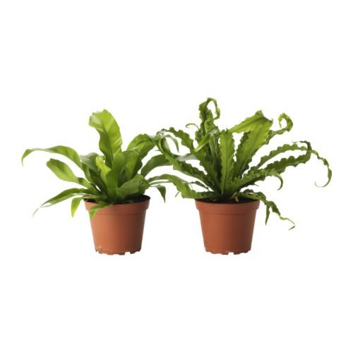 ASPLENIUM NIDUS