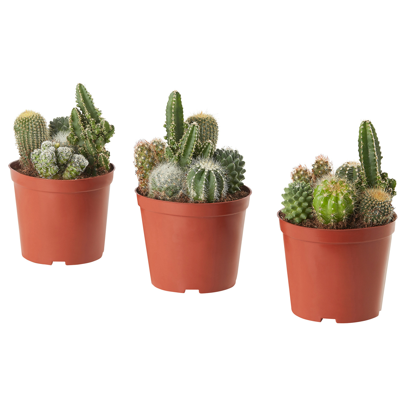 CACTACEAE