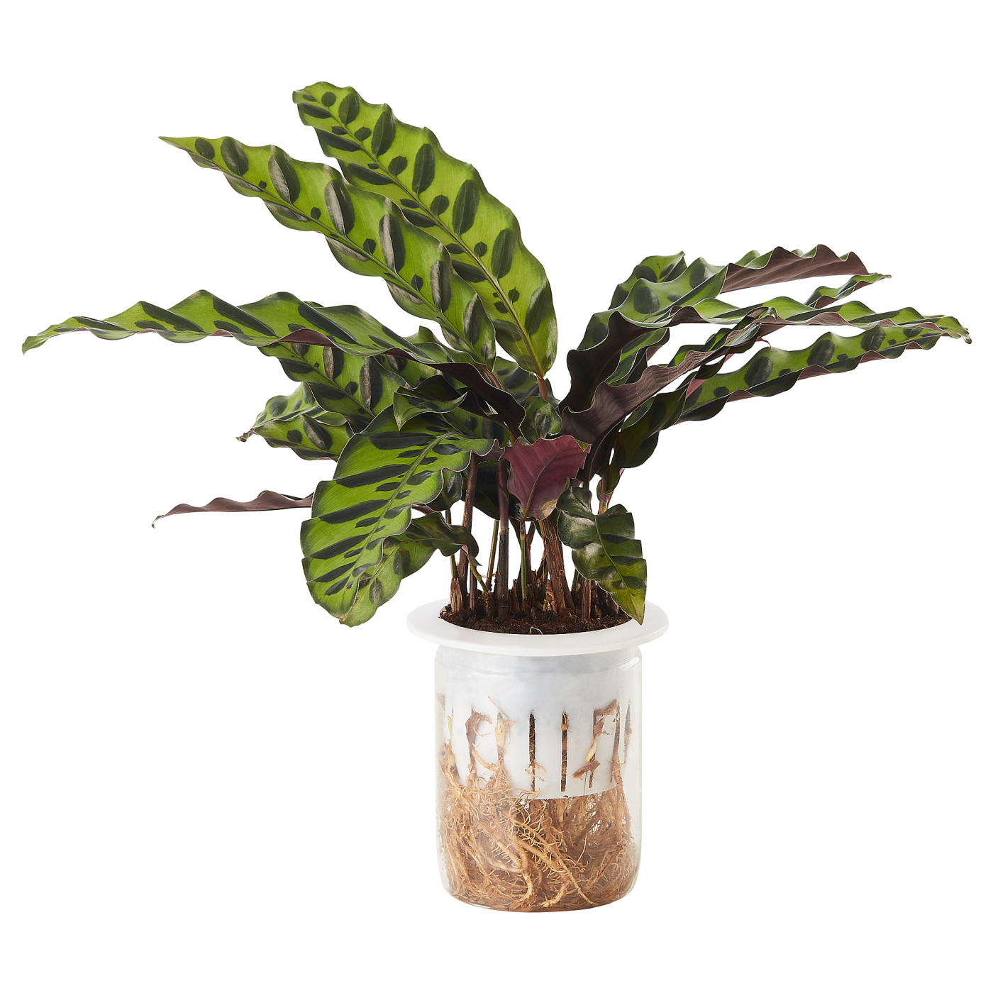 CALATHEA