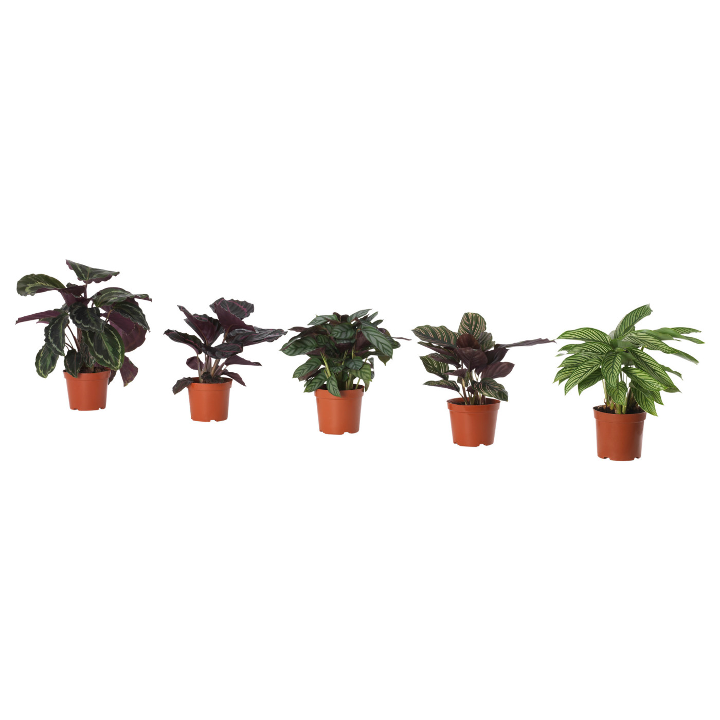 CALATHEA