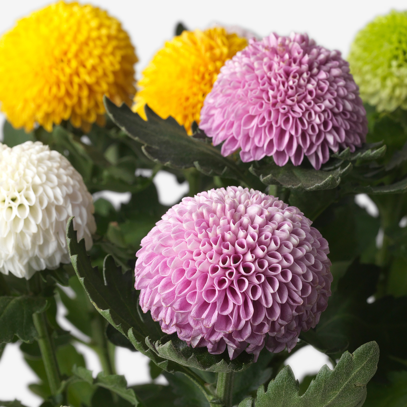 CHRYSANTHEMUM potted plant Chrysanthemums/assorted - IKEA