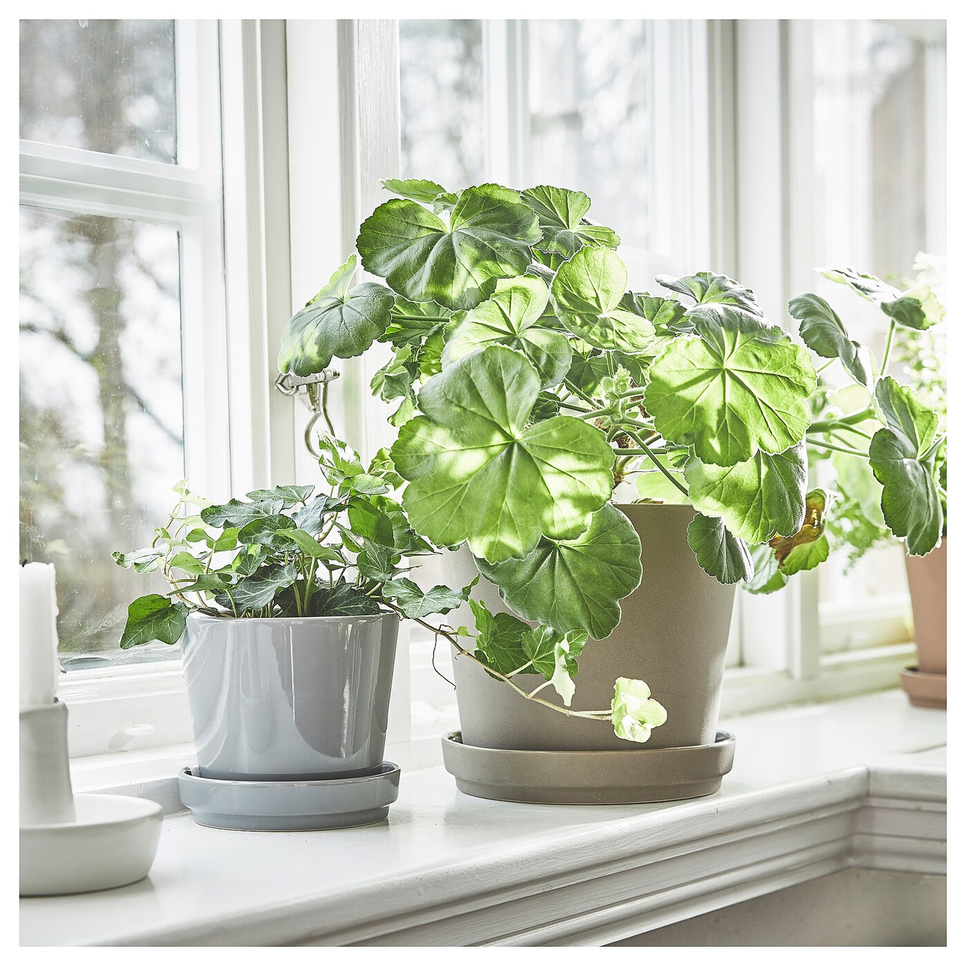 NEIGHBORHOOD PLANT POT 鉢 インテリア SPECIMEN CITRUSFRUKT plant pot with saucer in/outdoor grey - IKEA