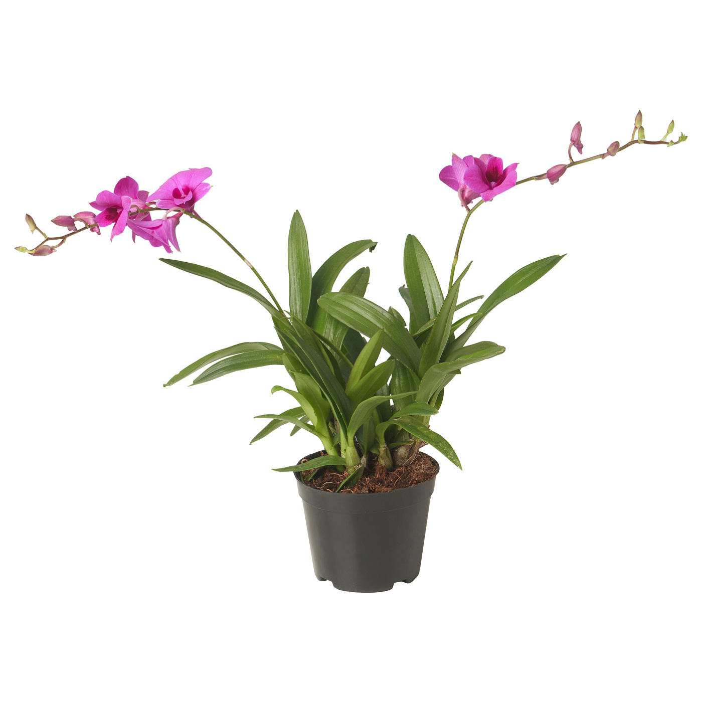 DENDROBIUM