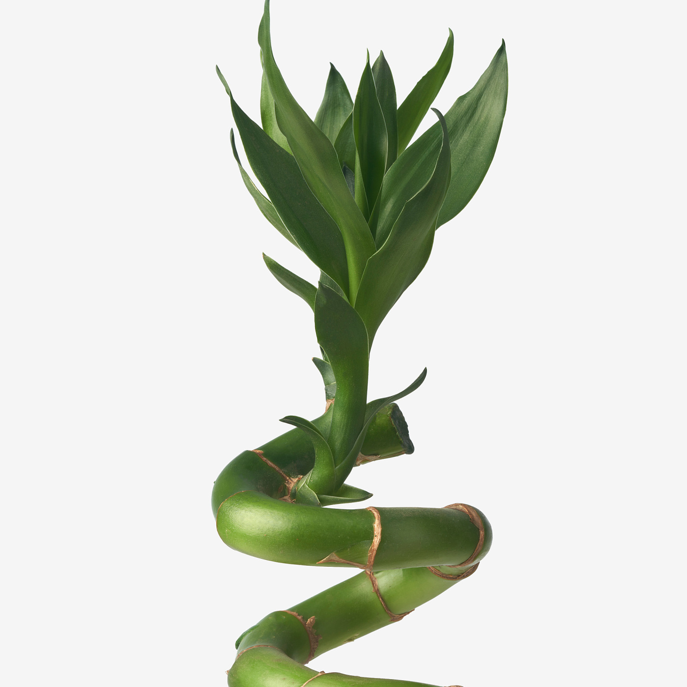 dracena deremensis janet craig Dracaena Janet Craig - Live Plant in a 6 Inch Pot main image 0