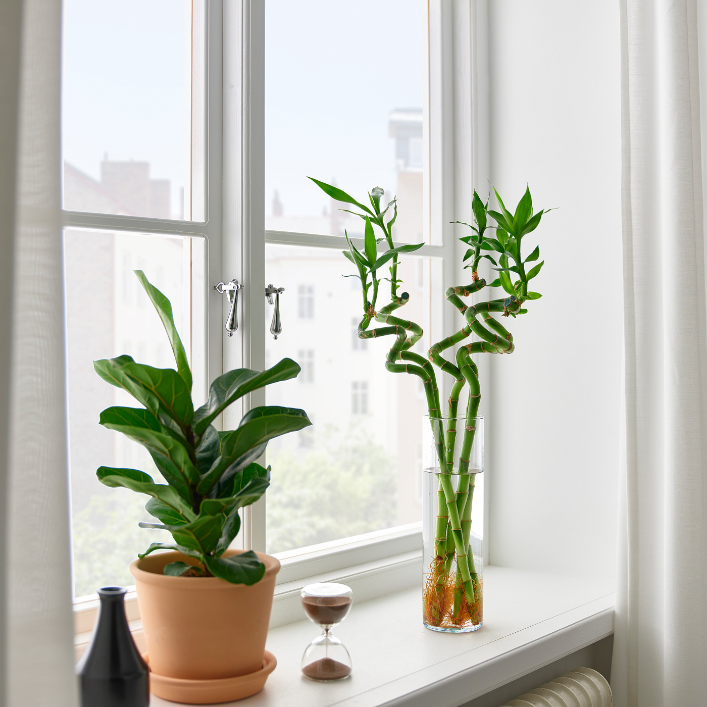 DRACAENA LUCKY BAMBOO plant spiral - IKEA