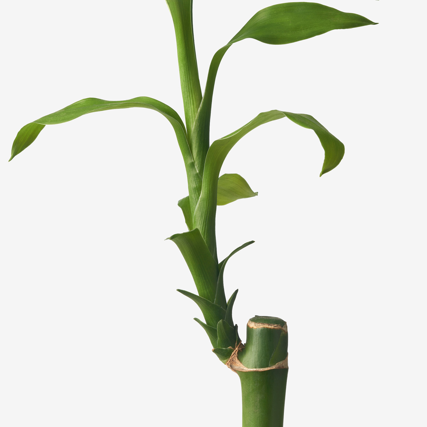 elefantenfuß steckling Elefantenfuß - Beaucarnea recurvata