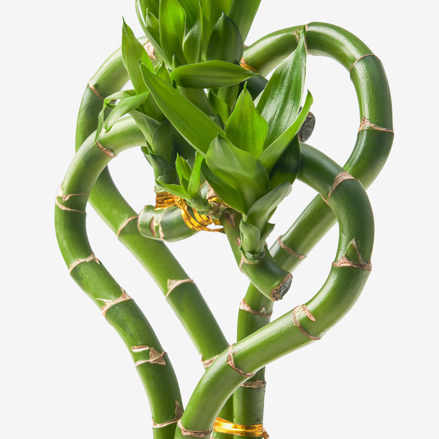 DRACAENA LUCKY BAMBOO potted plant - IKEA