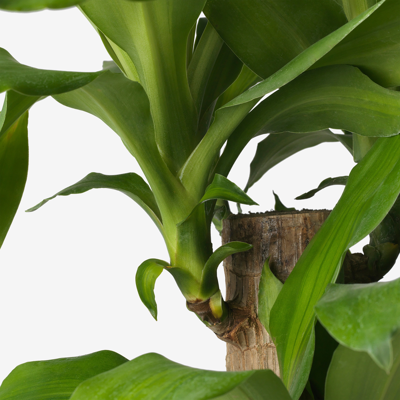DRACAENA MASSANGEANA potted plant Dom plant - IKEA