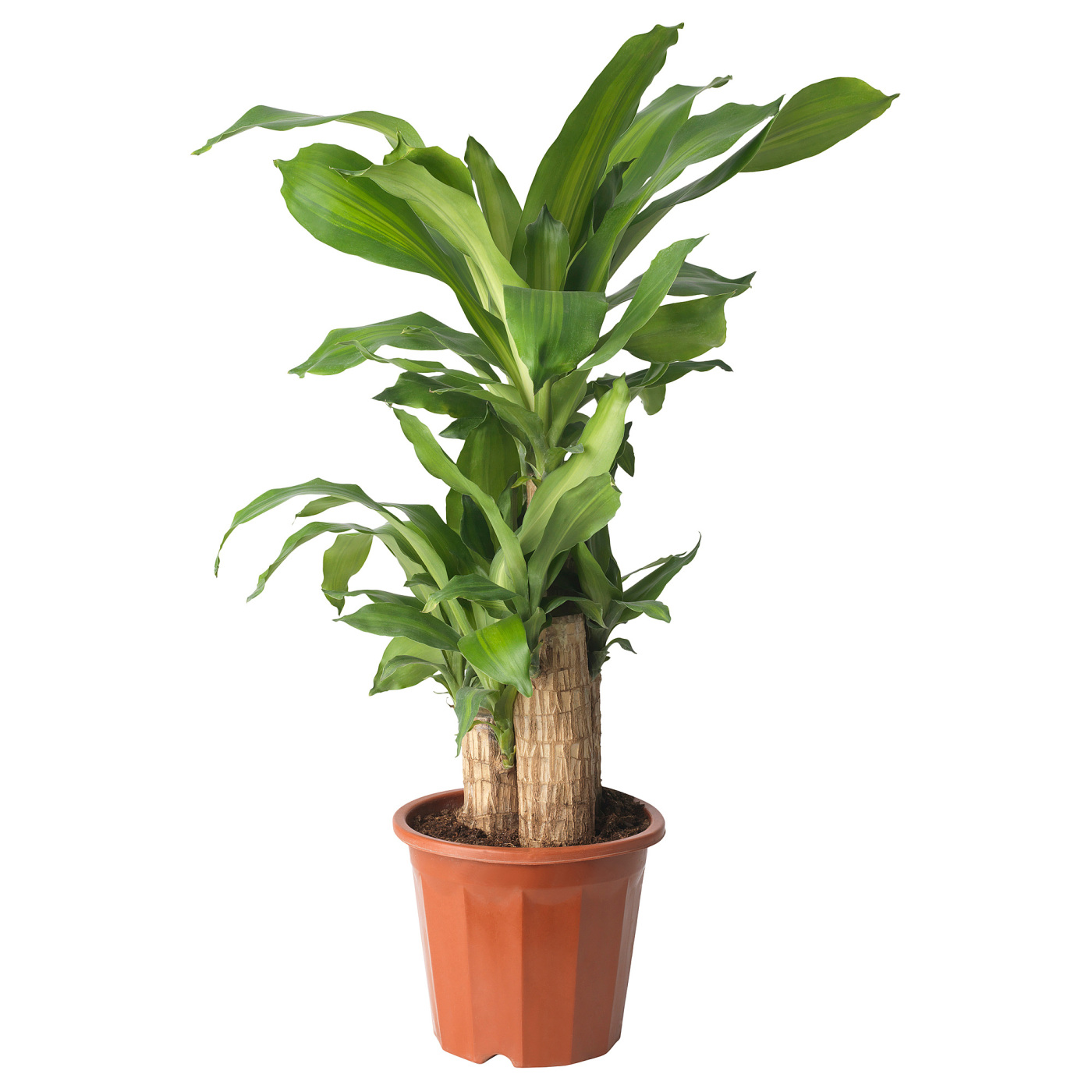 DRACAENA MASSANGEANA
