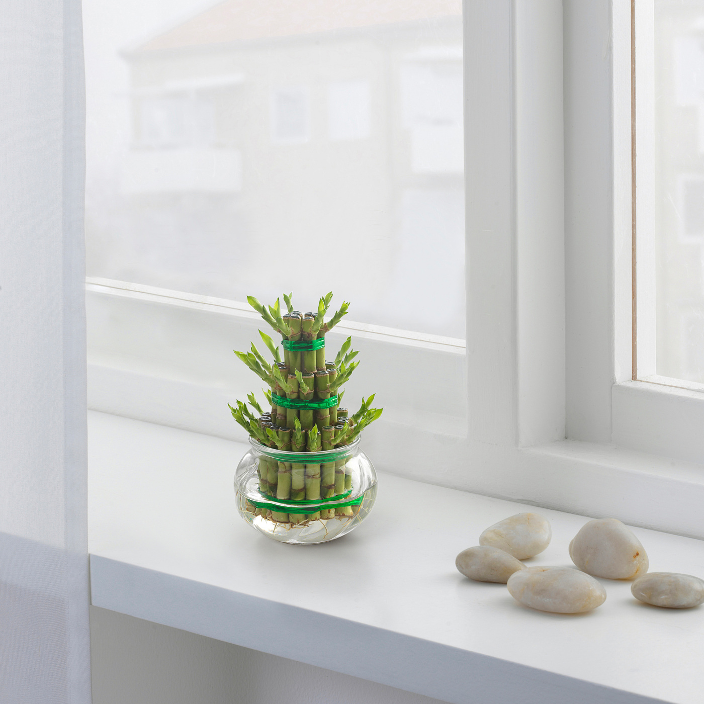 lucky bamboo plant pots 3Layer Lucky Bamboo In Ceramic Pot — Plan A Plant main image 1