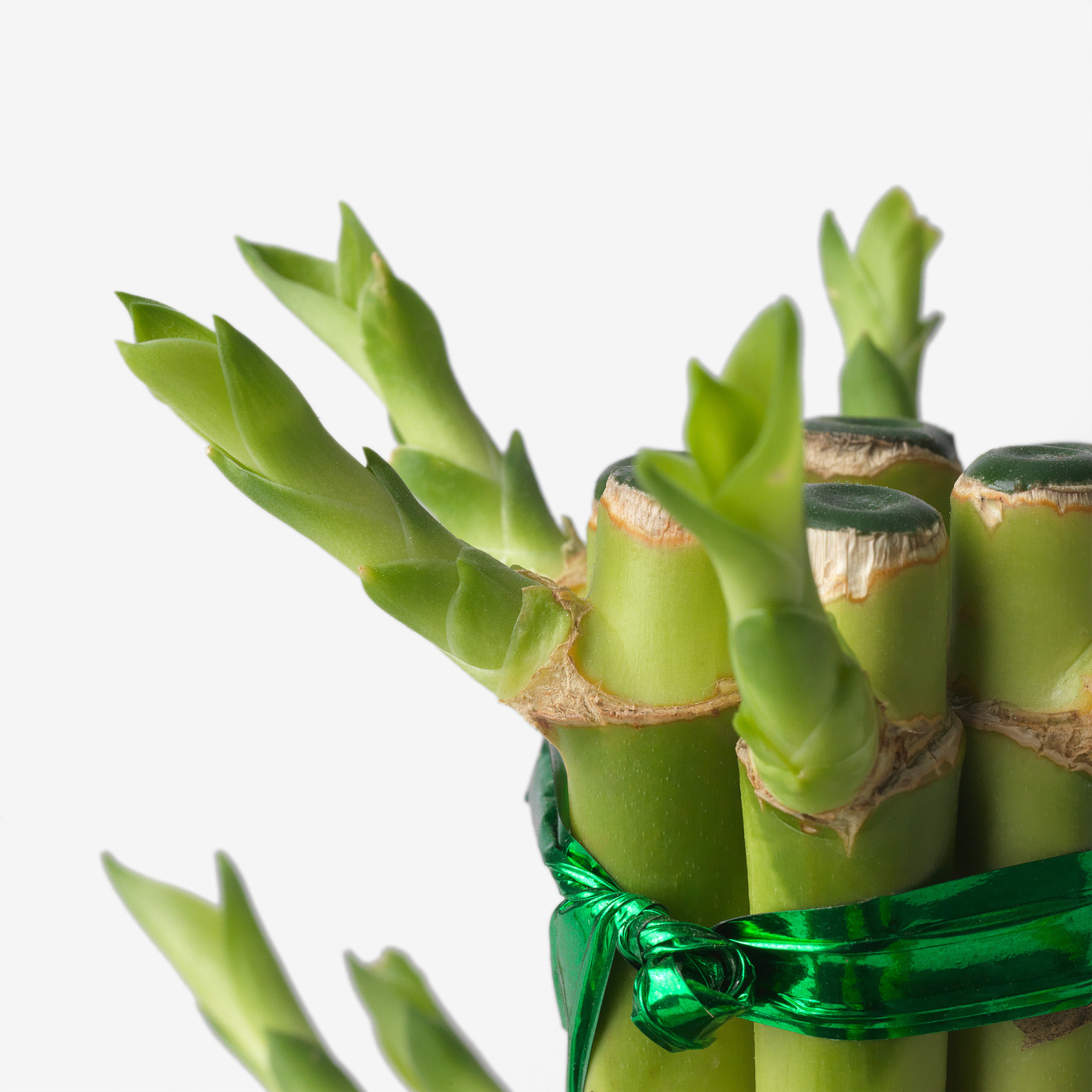 song of india dracena Dracaena Song of India (Dracaena reflexa – Rounded Crown Form) – Happy  Houseplants main image 0