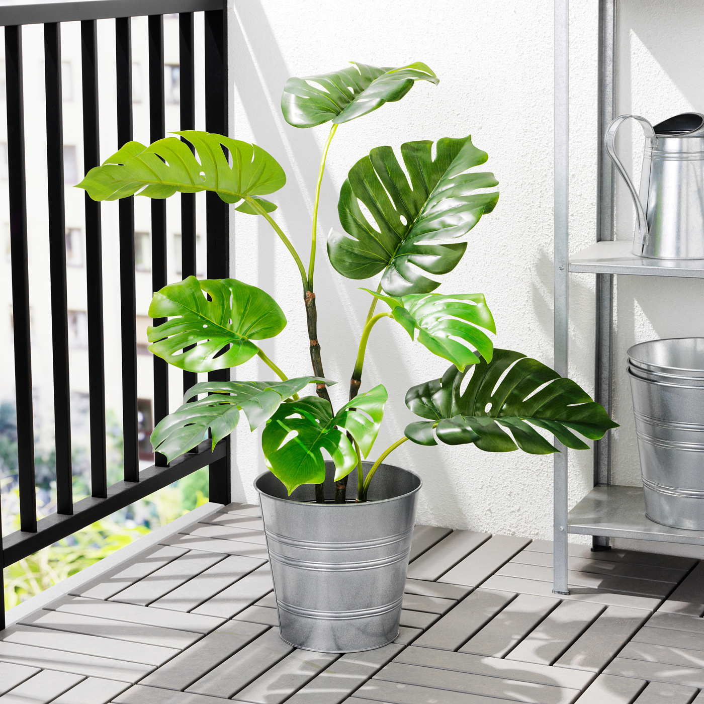 brugmansia plants Angel’s Trumpet ‘Pink Pastel’ For Sale – Logee's Plants main image 0