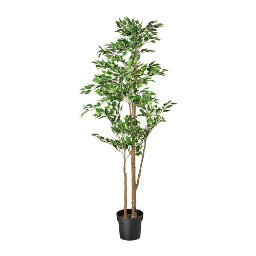 FICUS LYRATA potted plant fiddle-leaf fig - IKEA