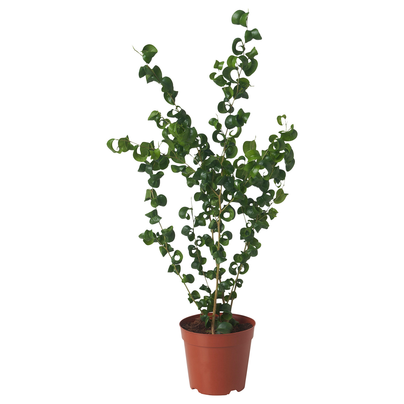 FICUS BENJAMINA