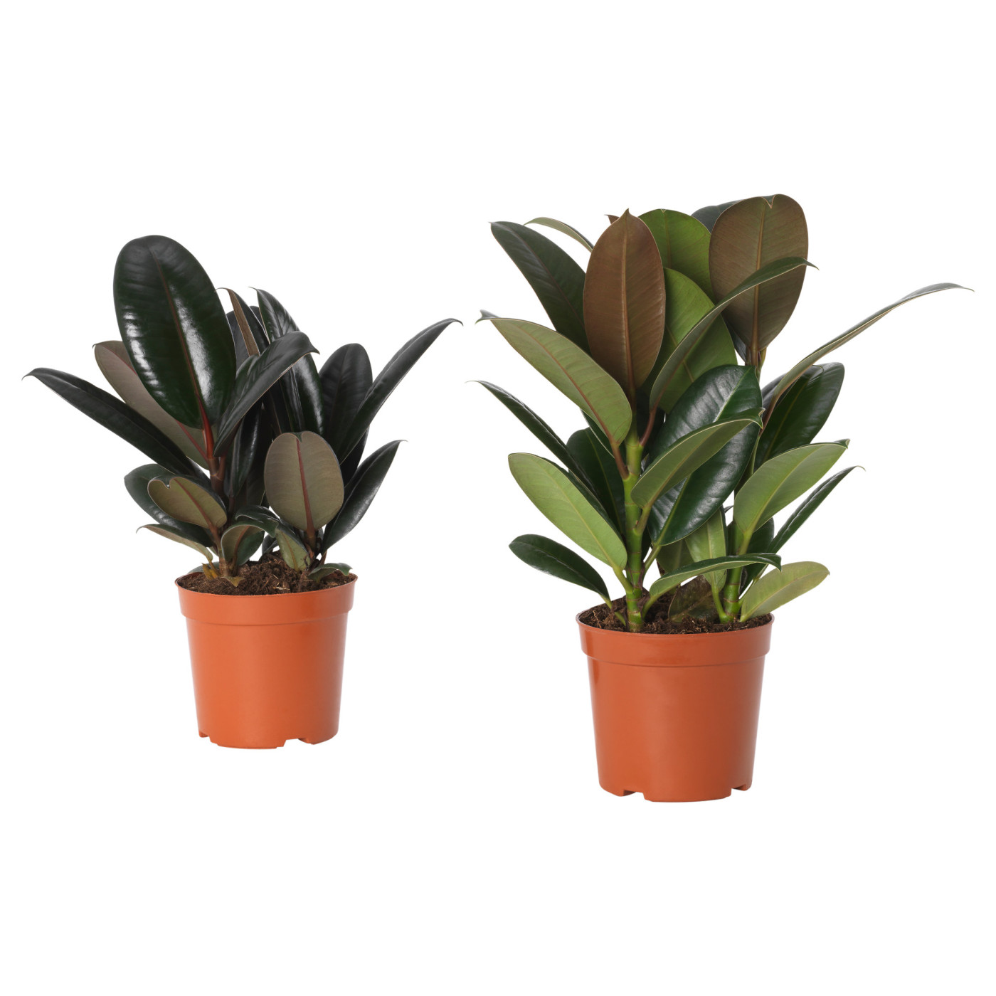 FICUS ELASTICA