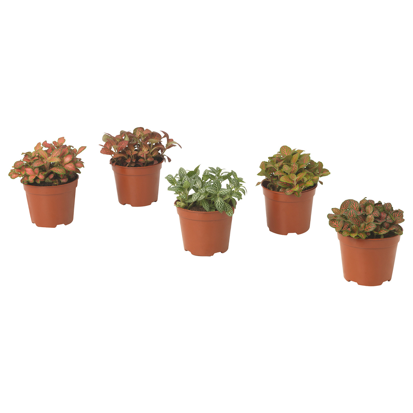 FITTONIA