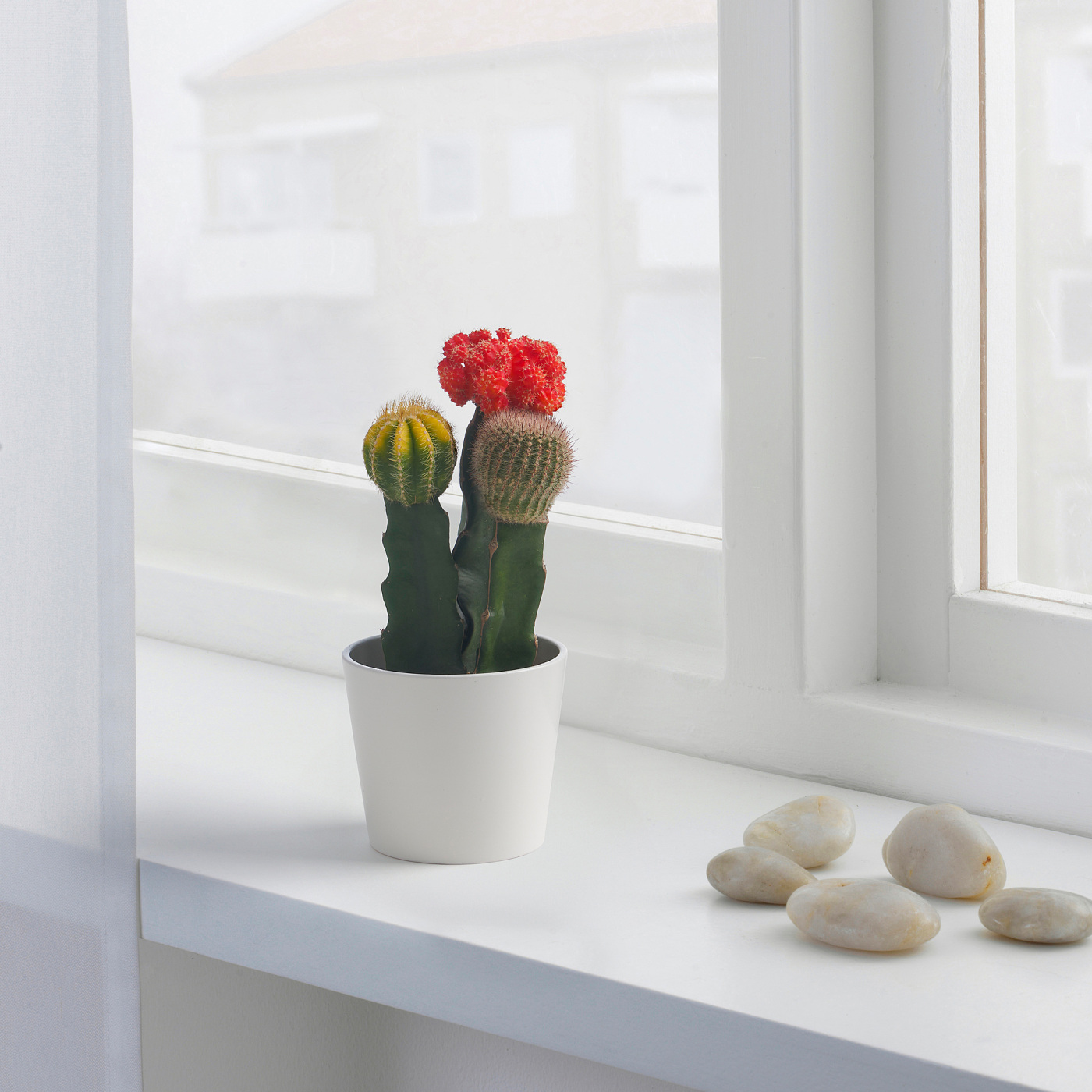 GYMNOCALYCIUM potted plant moon cactus/arrangement - IKEA
