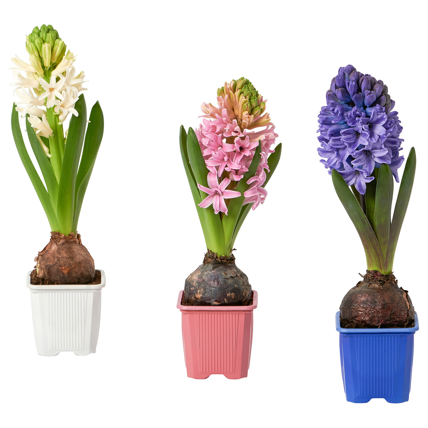 HYACINTHUS