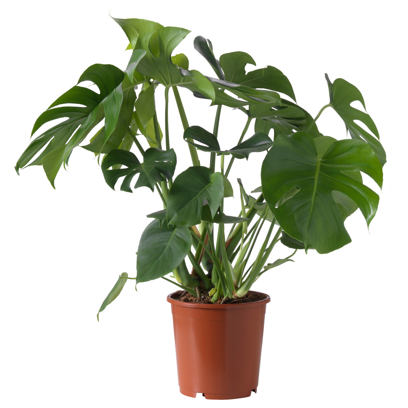 MONSTERA