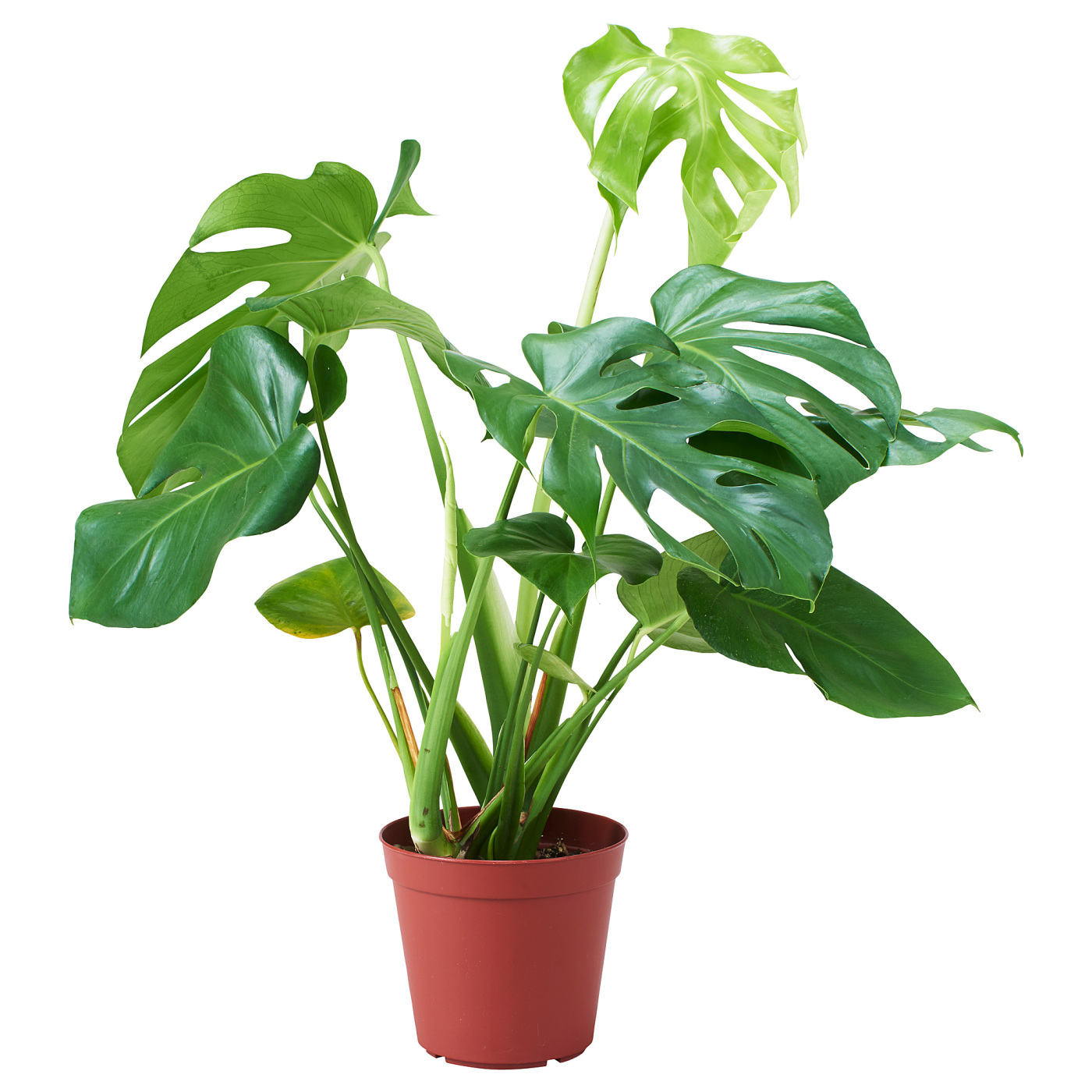 MONSTERA