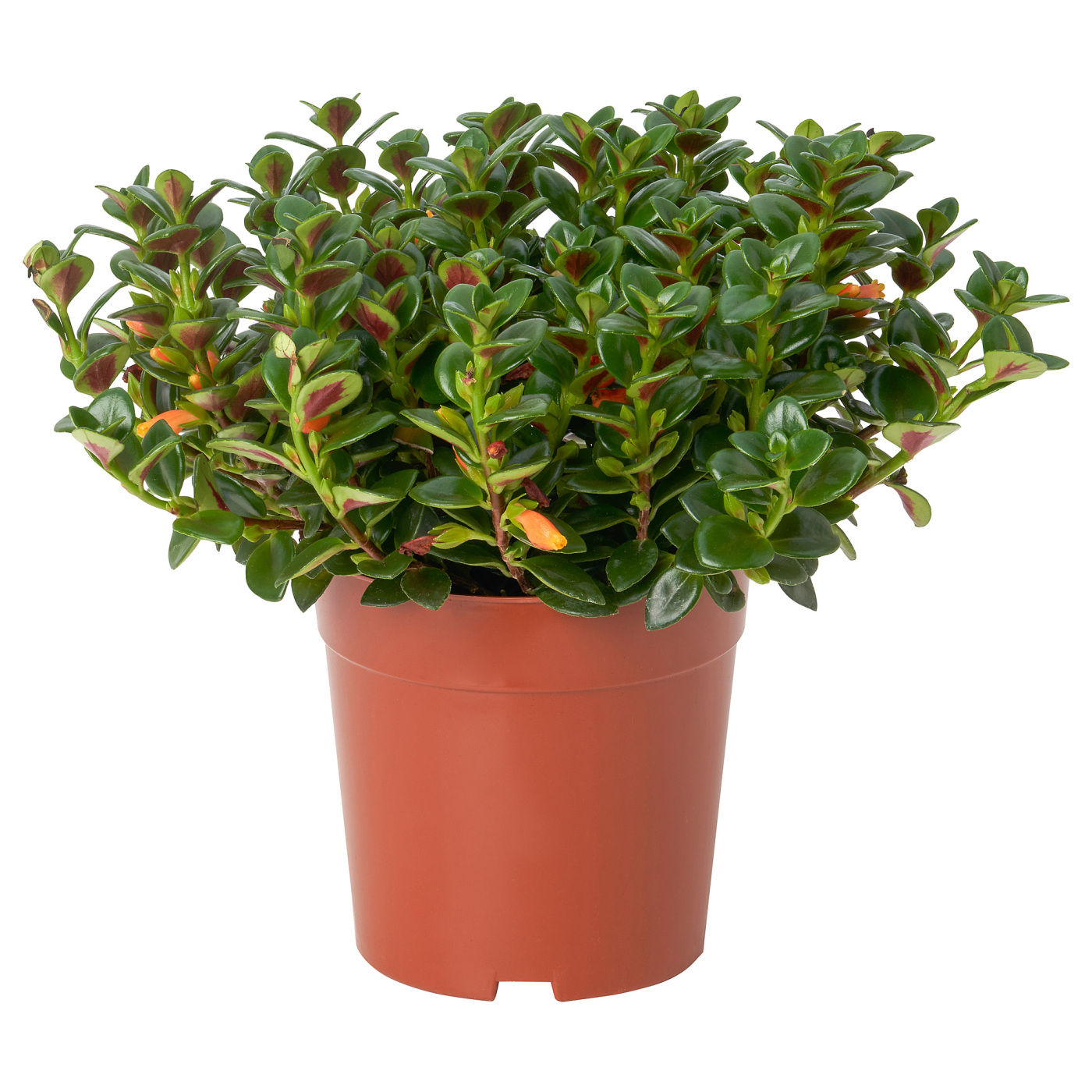 NEMATANTHUS GREGARIUS