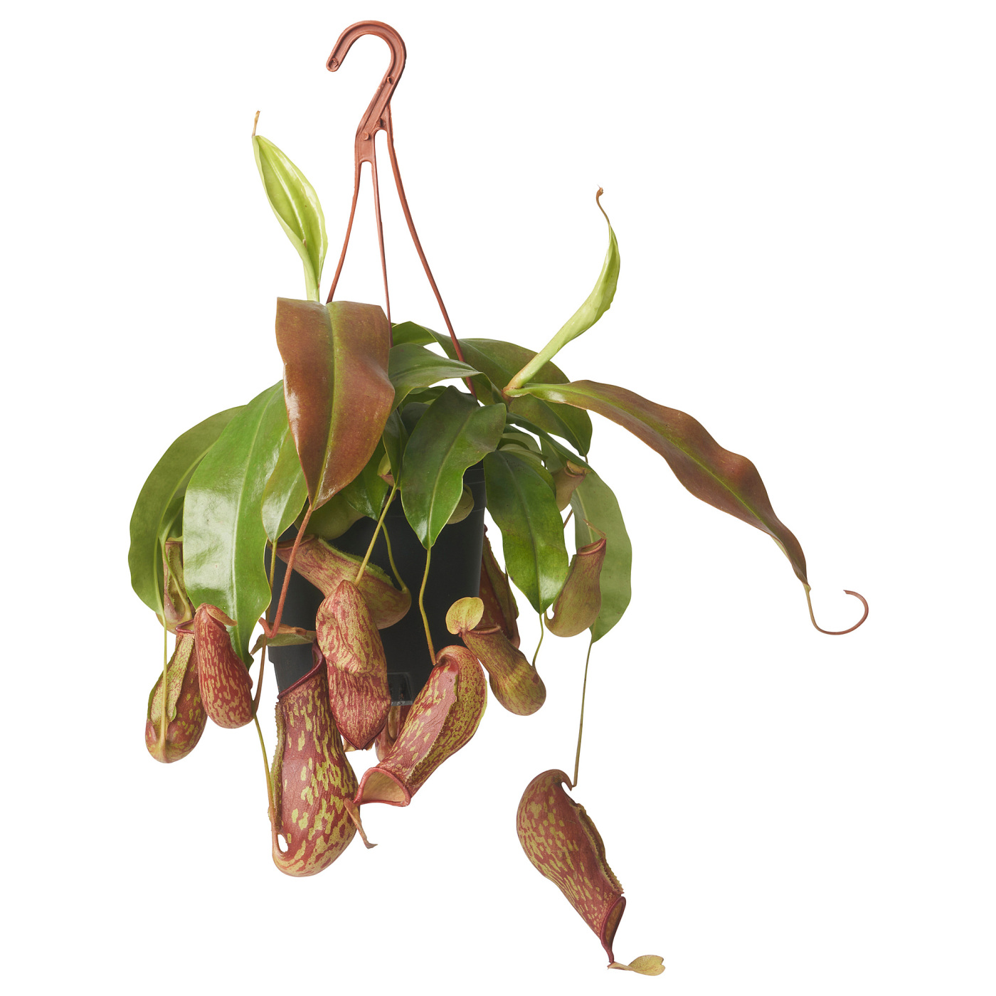 NEPENTHES