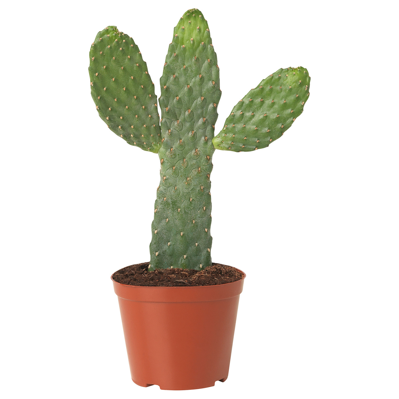 OPUNTIA RUBESCENS