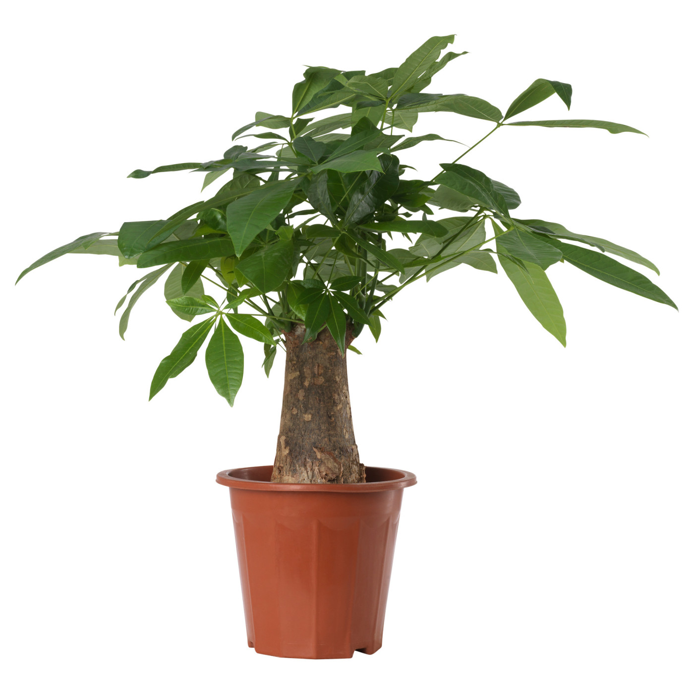 PACHIRA AQUATICA