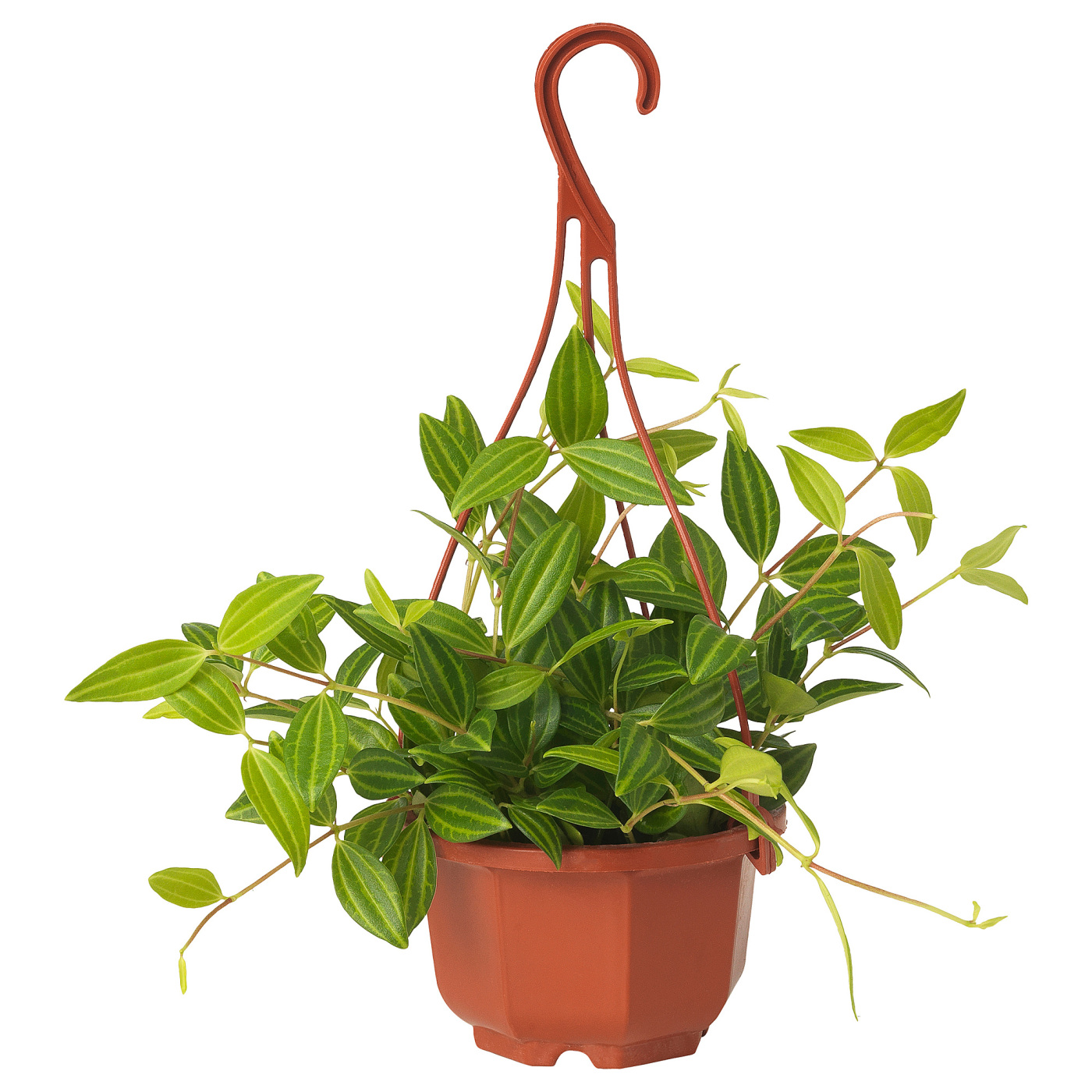 PEPEROMIA TETRAGONA
