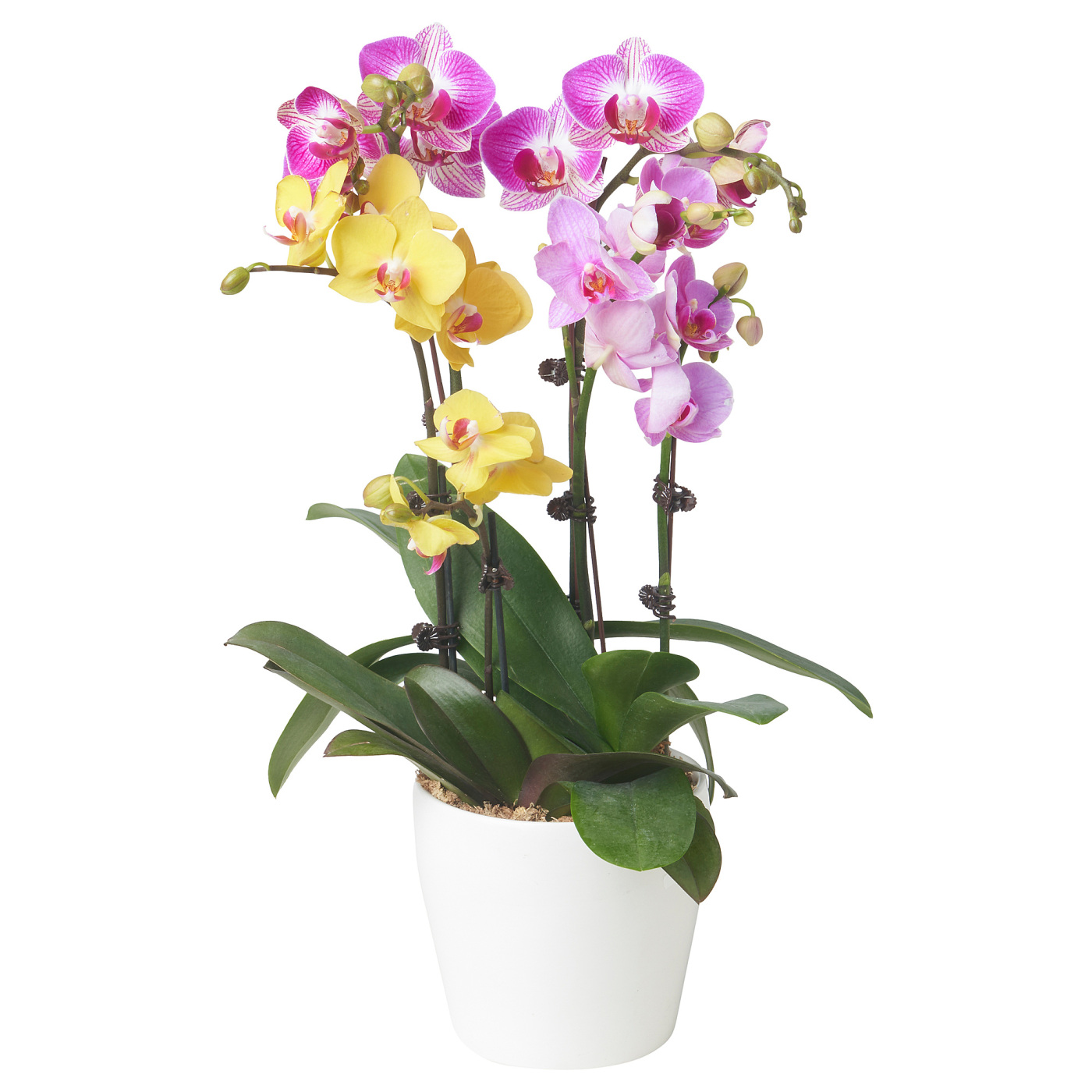 PHALAENOPSIS