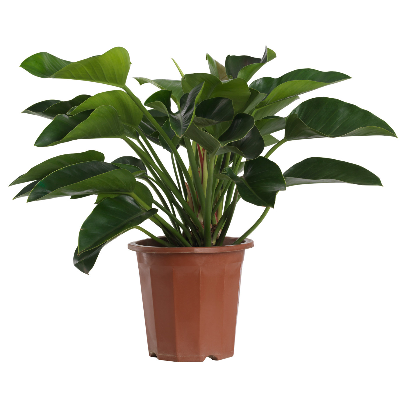PHILODENDRON CONGO