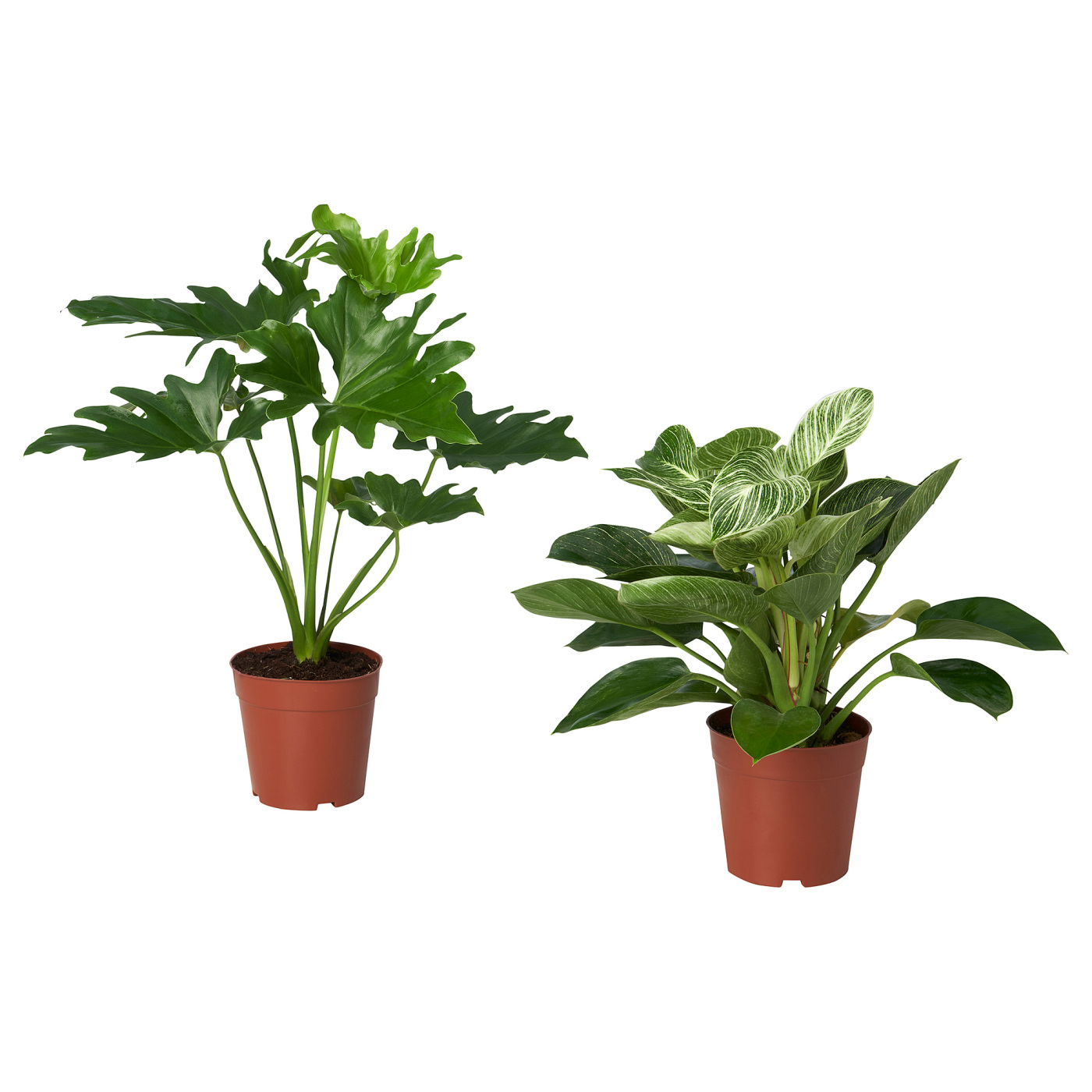 philodendron birkin 4