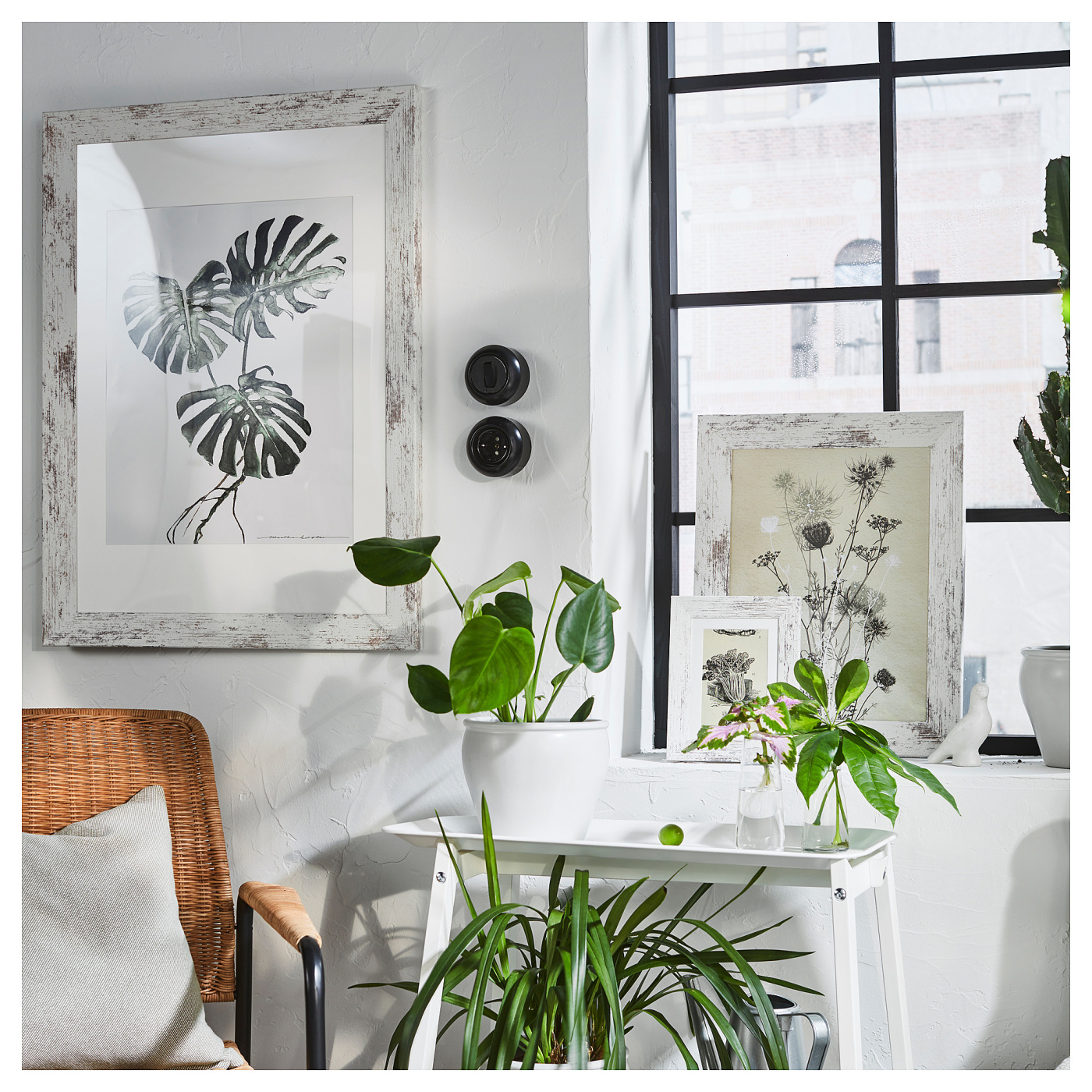タカの標本 白フレーム付き 約30cm x 40cm PLOMMONTRÄD frame white stained pine effect - IKEA