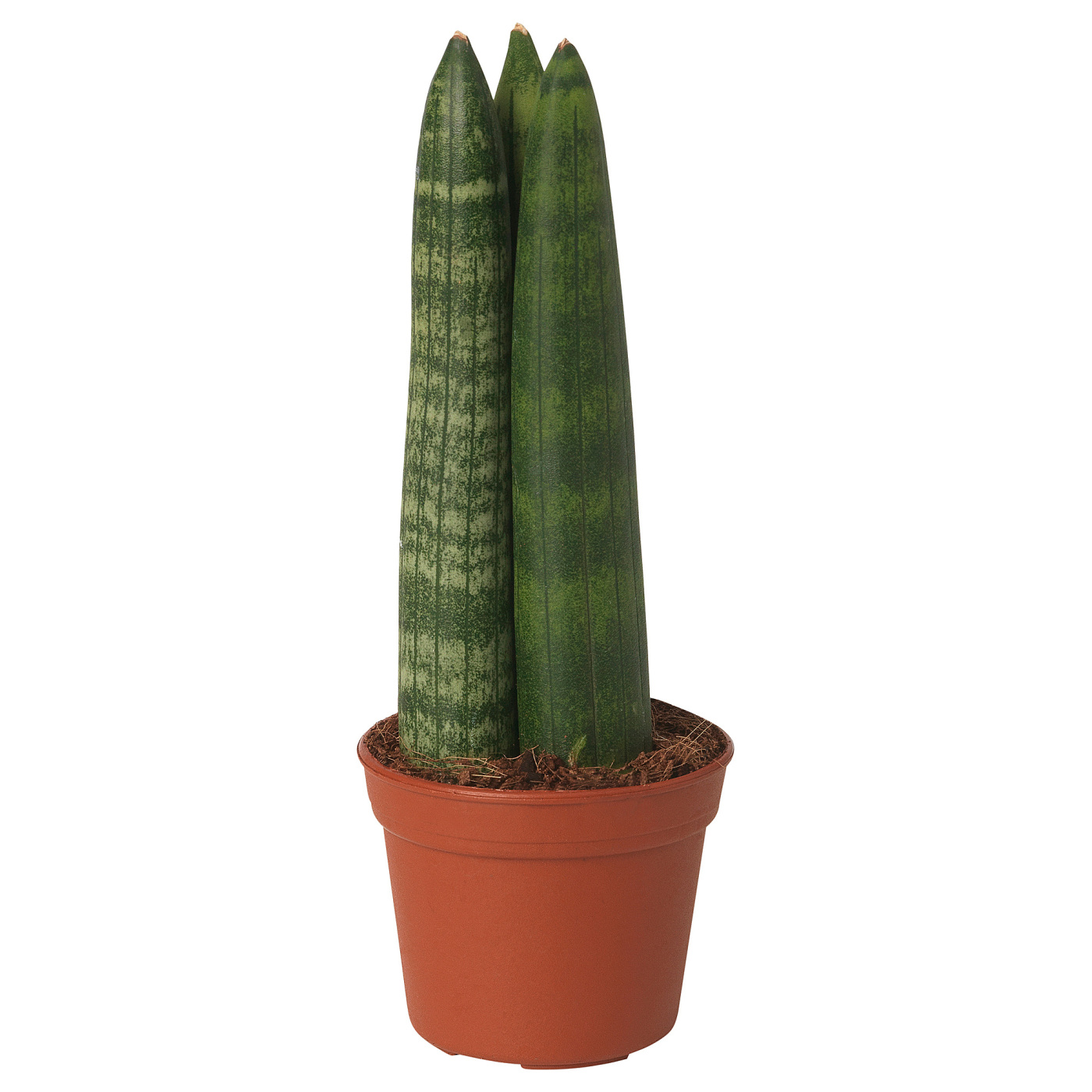 SANSEVIERIA CYLINDRICA
