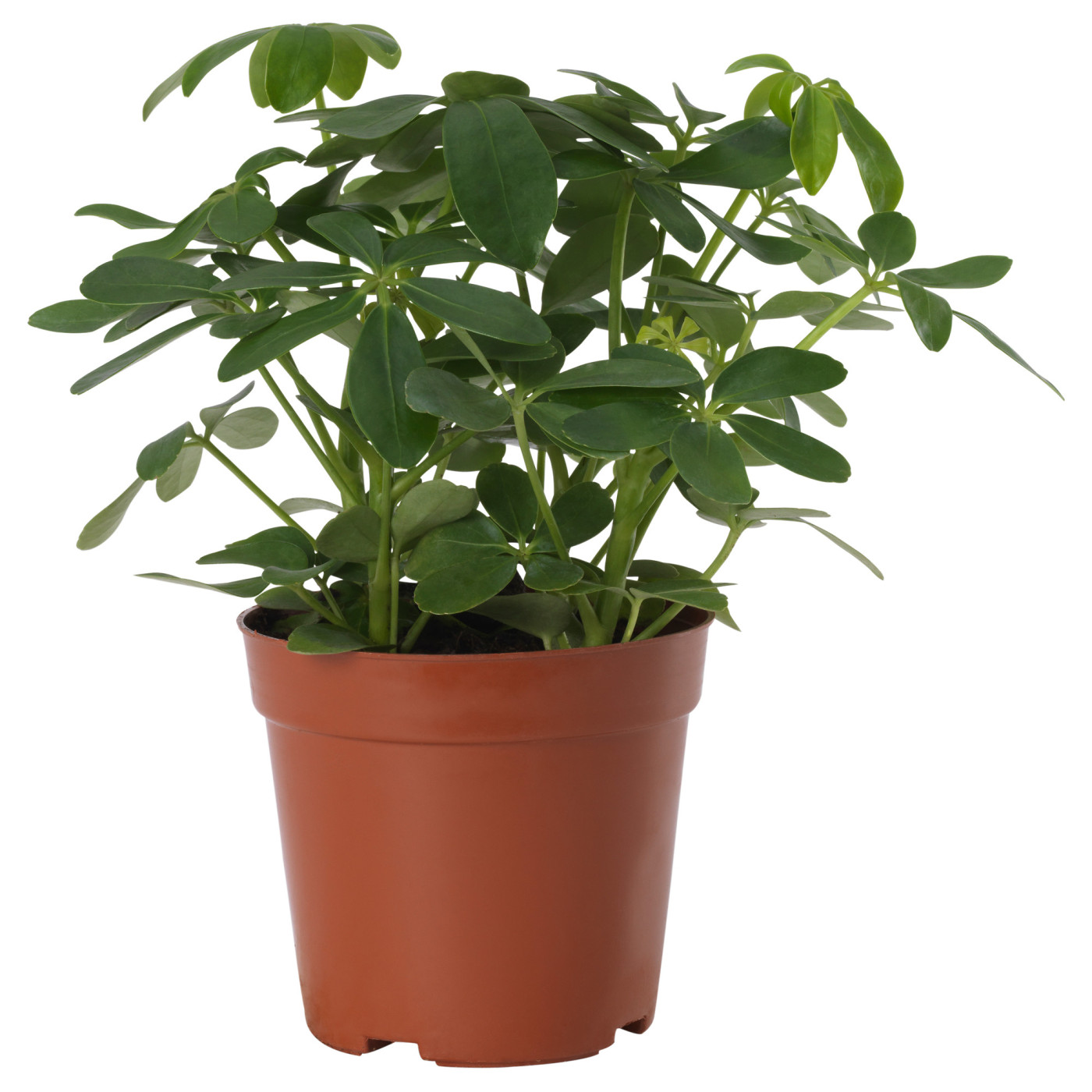 SCHEFFLERA ARBORICOLA