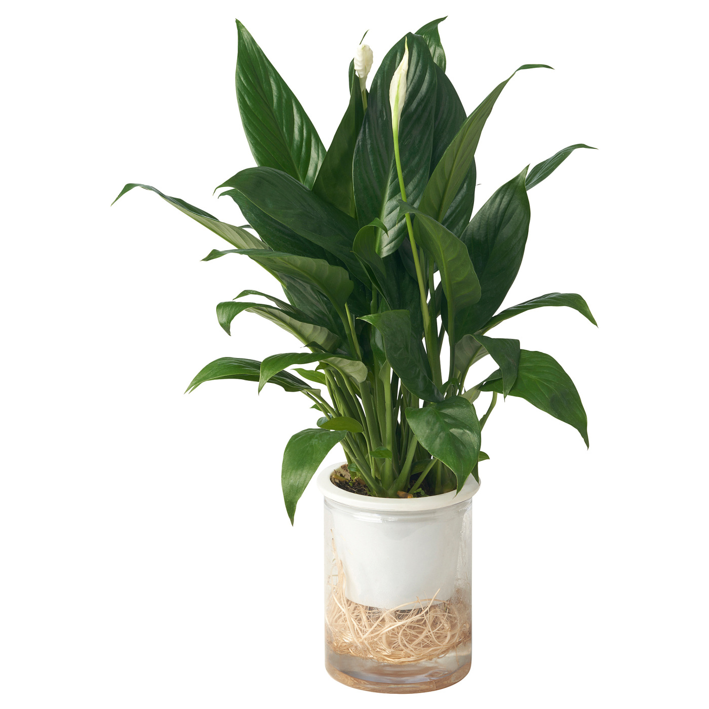 SPATHIPHYLLUM