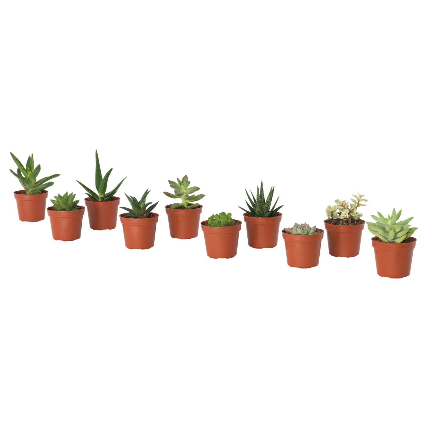 SUCCULENT