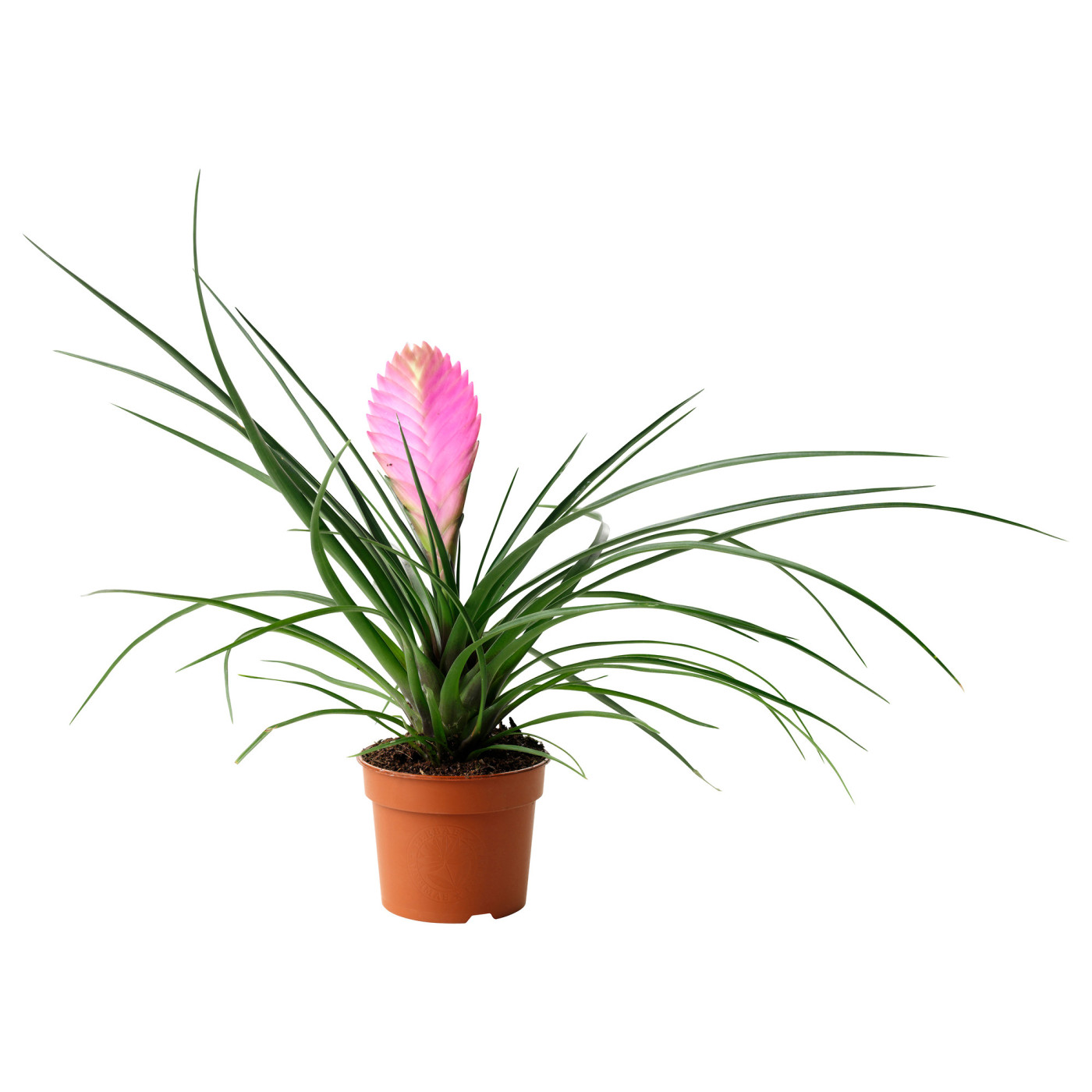 TILLANDSIA