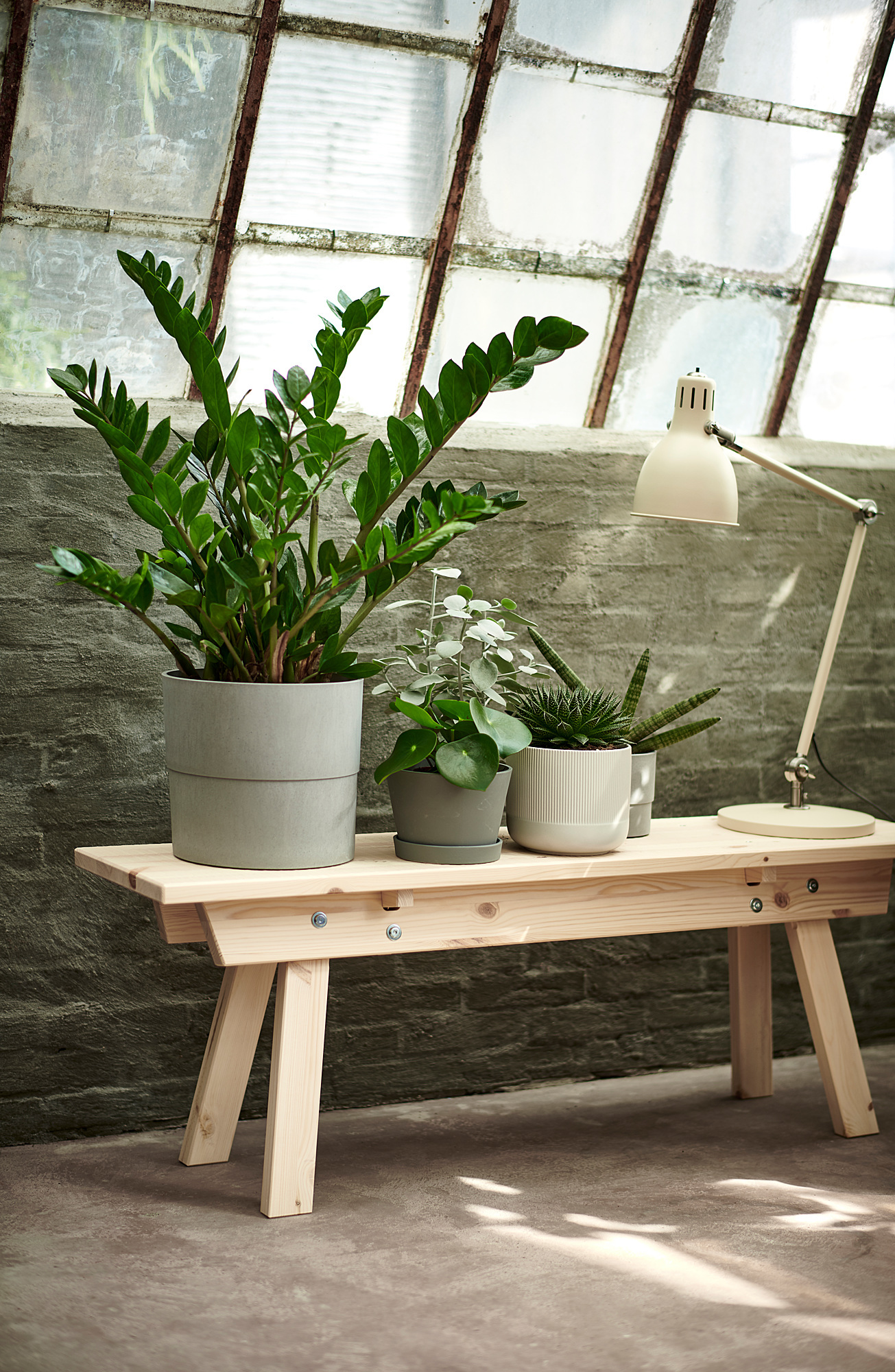ZAMIOCULCAS potted plant Aroid palm - IKEA