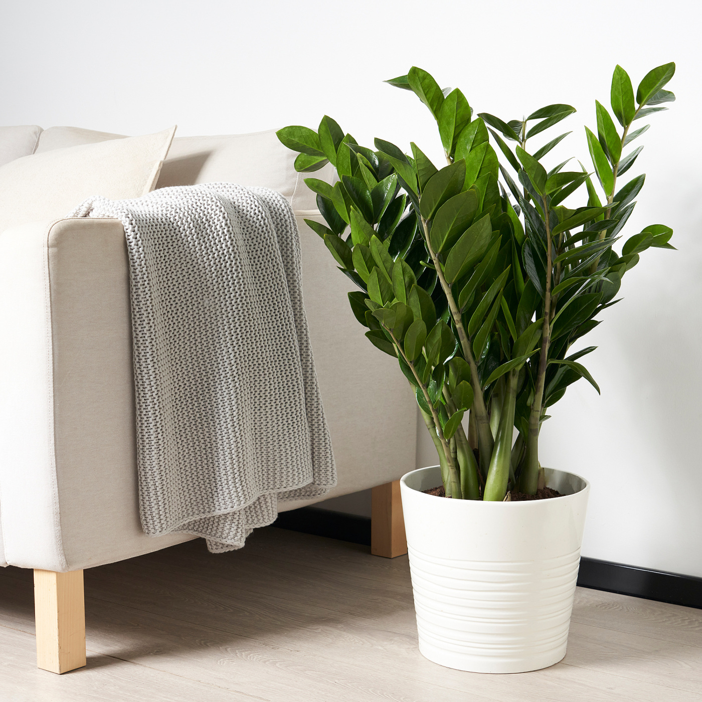 ZAMIOCULCAS potted plant Aroid palm - IKEA