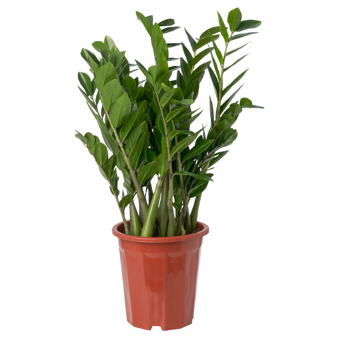 ZAMIOCULCAS