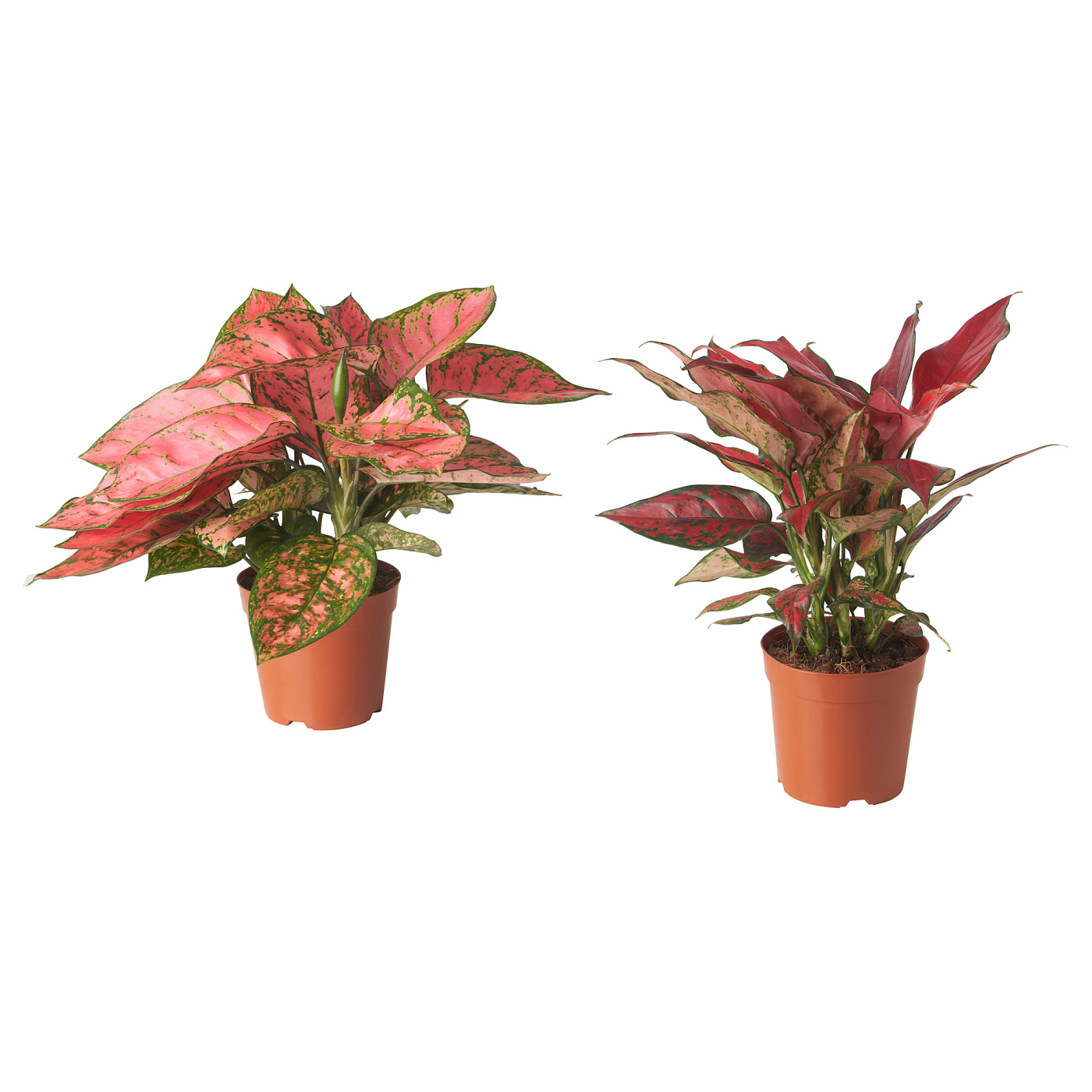 AGLAONEMA